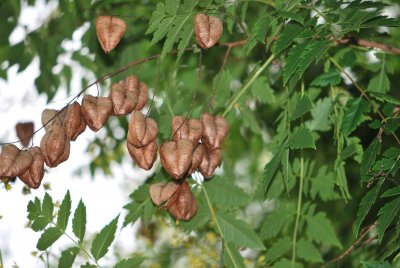 Koelreuteria paniculata - svitel latnatý - plodenství
